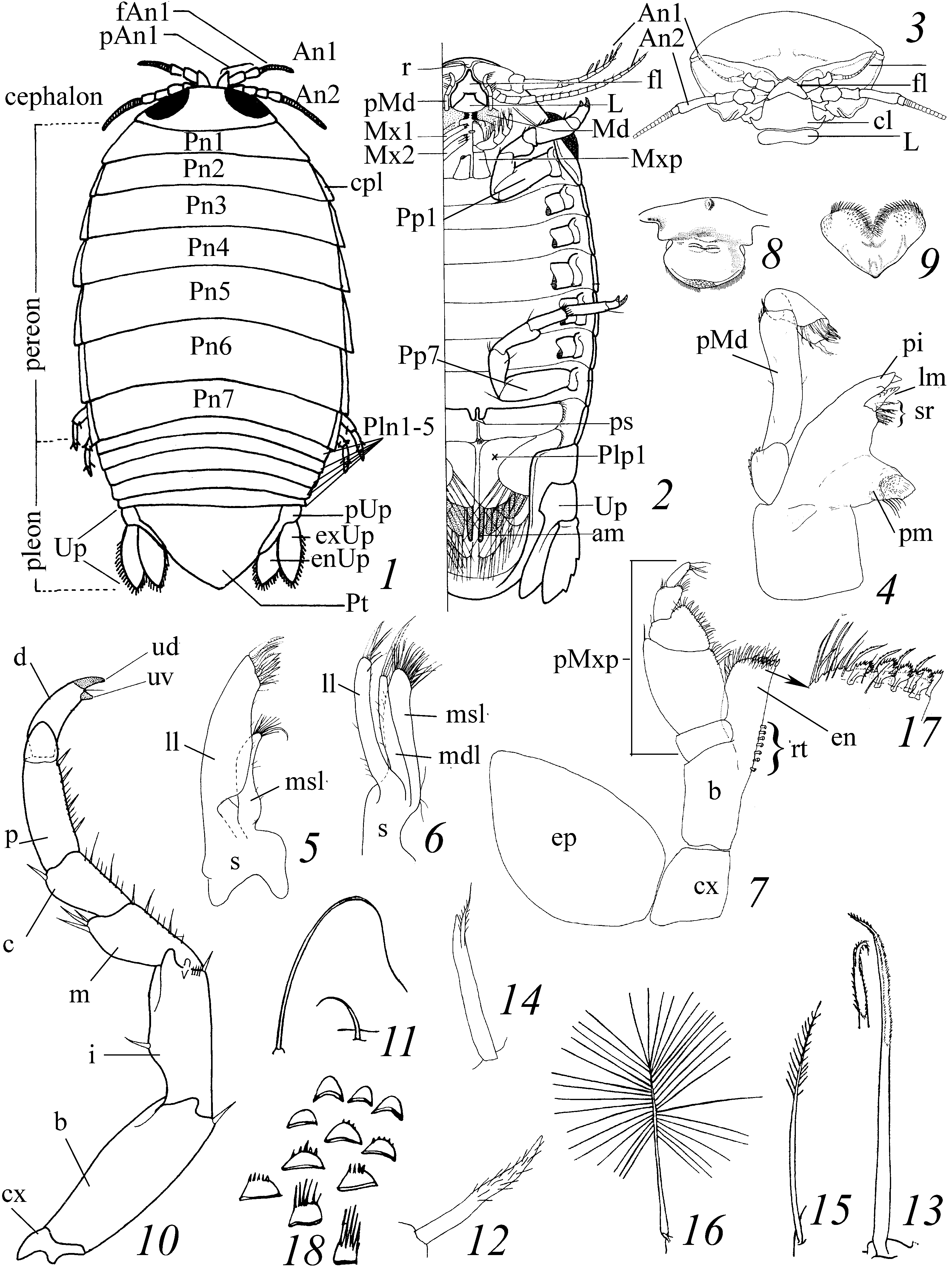 01 Isopoda morphology
