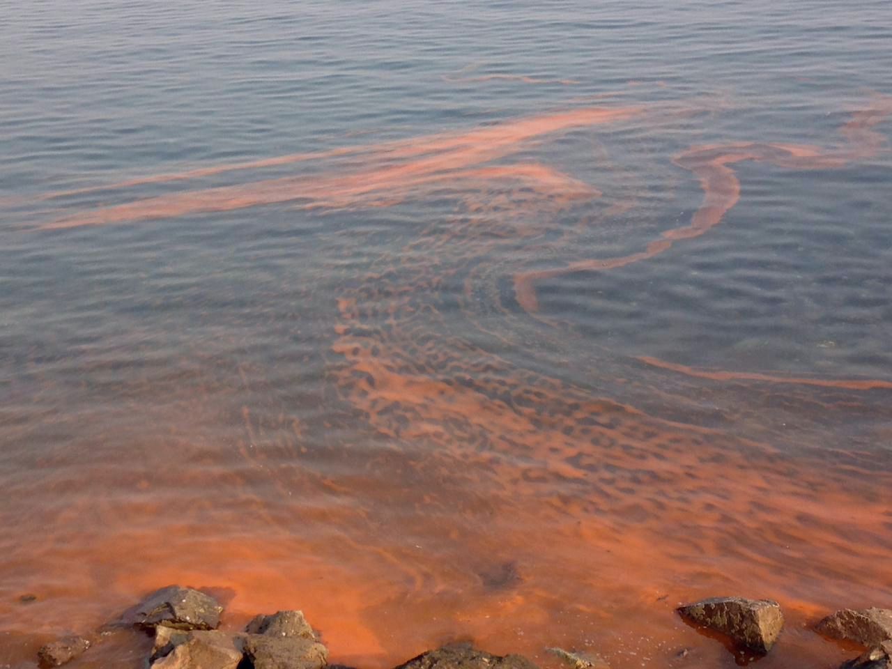 Noctiluca tide