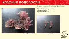 rhodophyta_006.jpg