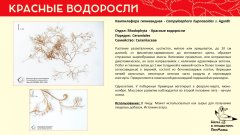 rhodophyta_015.jpg