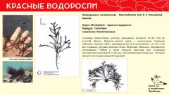 rhodophyta_018.jpg