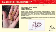 rhodophyta_020.jpg