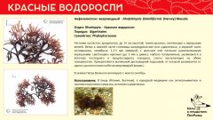 rhodophyta_021.jpg