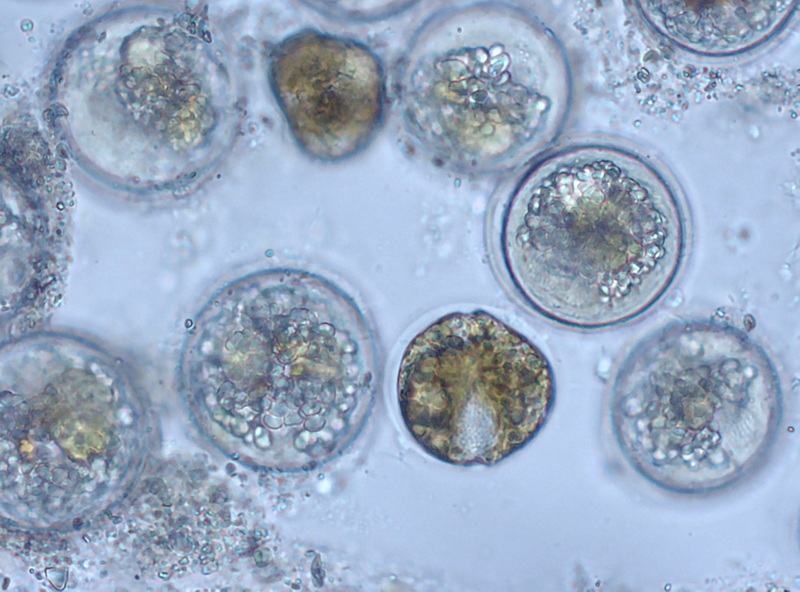 Alexandrium pseudogonyaulax