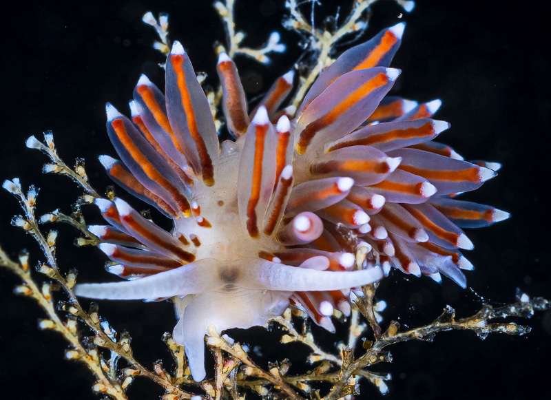 Eubranchus malakhovi