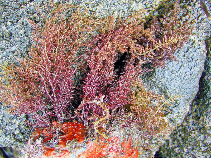 Laurencia nipponica 02