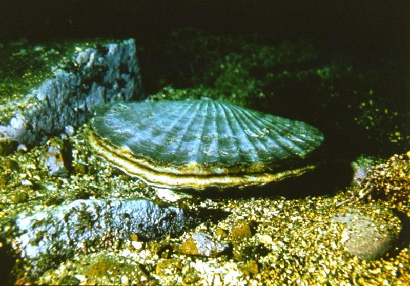 Mizuhopecten yessoensis Omelyanenko