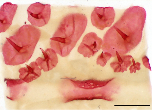 nscmb 2023 most important 06