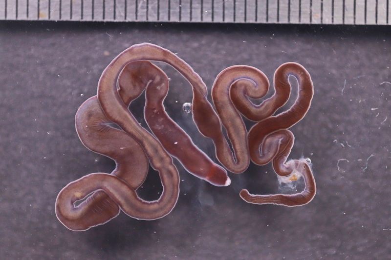 nscmb 2023 most important 08