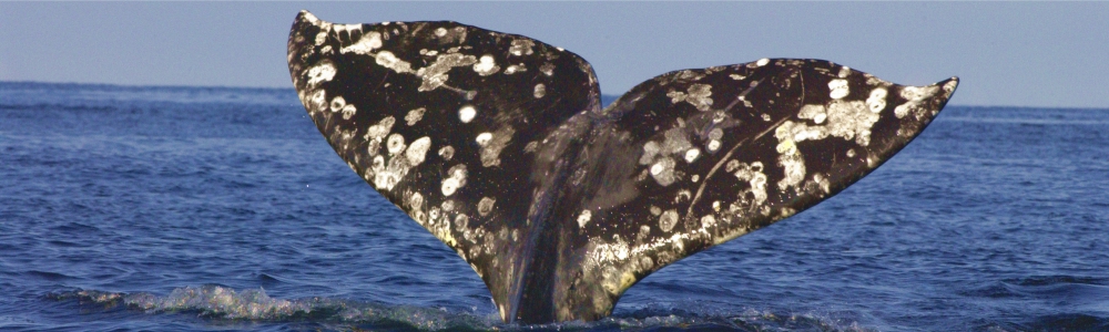 grey whale